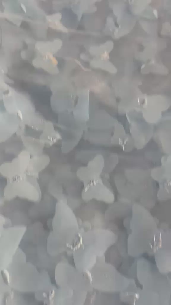 Chiffon: la leggerezza che incanta
